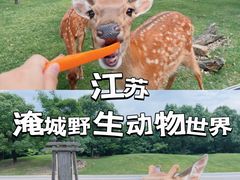 -常州淹城野生动物世界