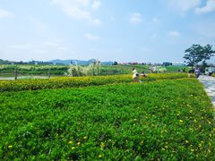-光明小镇欢乐田园