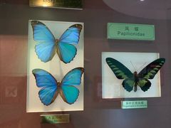 -上海昆虫博物馆