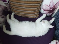 -畜牧兽医站(共江路店)