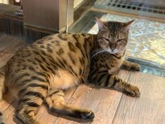 -more than meow吴止猫主题餐厅(承德 中船汇店)