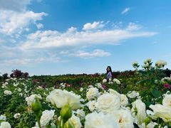 -廊坊文化艺术中心