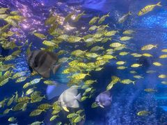 -太平洋海底世界