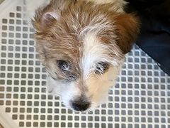 -天宠宠物医院24小时·急重症诊疗中心·全科·腔镜特色(和平分院)