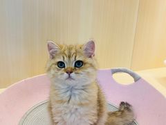 -momokira米努特·德文卷毛猫·棉花面纱犬