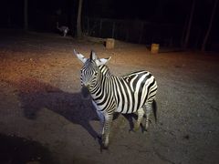 -清迈夜间动物园