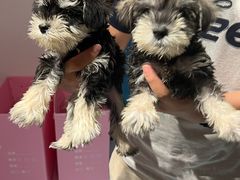 -翊宠yipet猫狗购宠庄园犬舍•猫舍