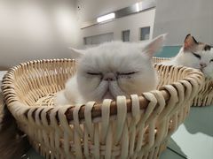 -怪兽屋·羊驼·猫咖·狗咖(俊华广场店)