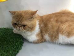 -糯米喵星人·撸猫猫舍咖啡馆(西市场嘉华店)