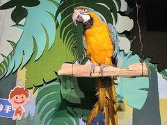 -萌宠奇缘(荣鼎店)