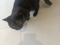 -怪兽屋·羊驼·猫咖·狗咖(俊华广场店)