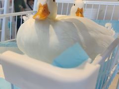 -怪兽屋·羊驼·猫咖·狗咖(俊华广场店)