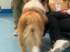 -北京赛佳动物医院