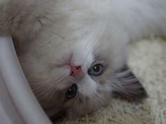 -lincat·猫舍(广州店)