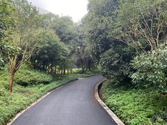 -午潮山国家森林公园