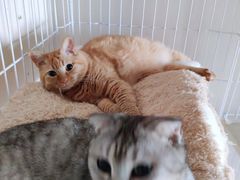 -闸弄口(地铁站)