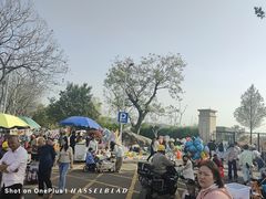 -羊山湖公园