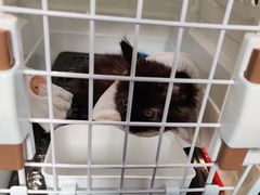 -宠物星动物医院·眼科·异宠·猫科(江南大道总院)