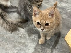 -楼上猫咖(罗湖店)