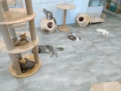-楼上猫咖(罗湖店)