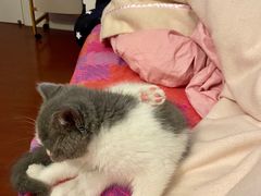 -babydoll猫舍·米努特·德文·缅因(久光中心店)