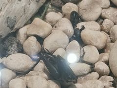 -上海昆虫博物馆