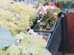 -IFIF 如果花園(宽厚里店)