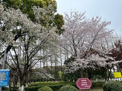 -苏州上方山国家森林公园
