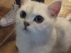 -共舞时光猫咖·狗咖(新街口店)