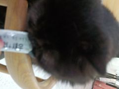 -喵园·猫主题咖啡厅·撸猫·猫咖(国贸店)