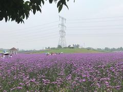 -紫颐香薰山谷景区