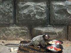 -贵州森林野生动物园