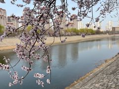 -桃花堤公园