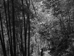 -藏龙百瀑风景区