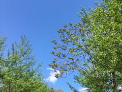 -长白岛森林公园