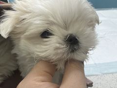 -天宠宠物医院24小时·急重症诊疗中心·全科·腔镜特色(和平分院)