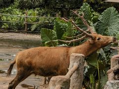 -海南热带野生动植物园