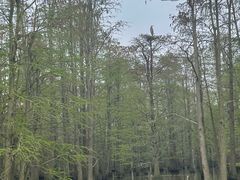 -池杉湖湿地公园