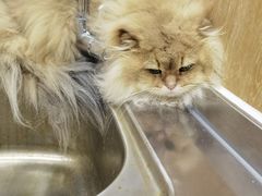 -瑞派名望24h动物医院异宠专科·猫专科·骨科·重症监护分院