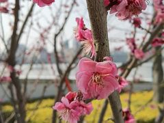 -三利音·浦之舟(滨江大道店)