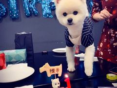 -百好乐宠物友好餐厅(朝外大街店)