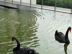 -行者书屋大堂吧 ·下午茶(南京圣和府邸酒店)