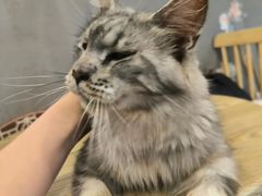 -楼上猫咖(罗湖店)