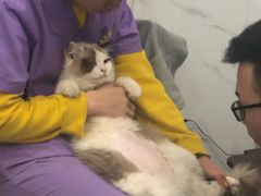 -伟伟宠物医院·CT影像中心·瑞派犬猫综合性门诊(汉口总院)