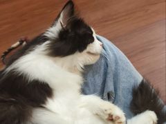 -楼上猫咖(罗湖店)