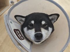 -是阿柴呀！柴犬咖啡·爱喵喵猫咖