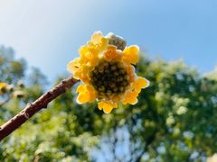 -杭州植物园