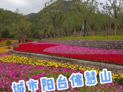 -佛慧山