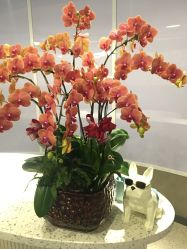 -PE SALON