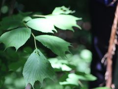 -长白山万达国际度假区